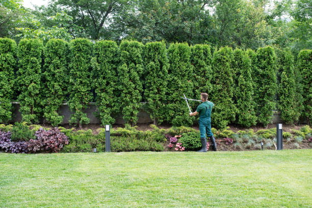 Best Lawn Watering Services  in Foster City, CA