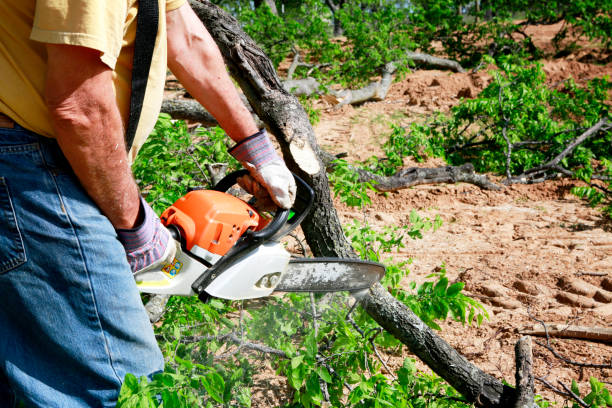 Professional  Tree Services in Foster City, CA